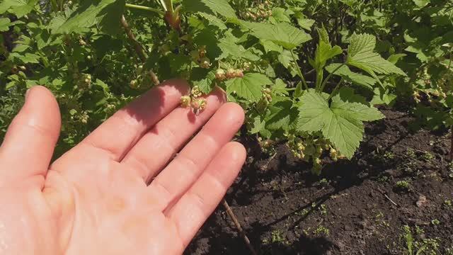 Дача. Май 2025 г. смотреть онлайн