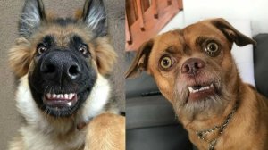 СМЕШНО ДО СЛЕЗ 😹😍 СМЕШНЫЕ СОБАКИ, ЛУЧШИЕ ПРИКОЛЫ С СОБАКАМИ, ЩЕНОЧКИ, ЖИВОТНЫЕ 🥰