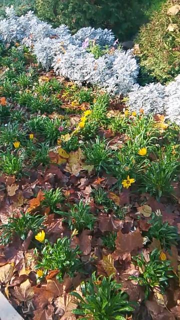 Растение Якобея морская 2025-11-28