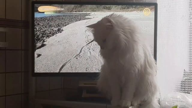 Леся и Сёма - Звезда экрана смотреть онлайн