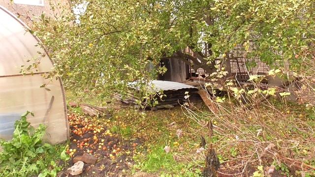 Дача. Сентябрь 2025 г. смотреть онлайн