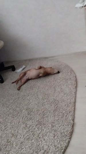 снова могу выкладывать видосы ураааа