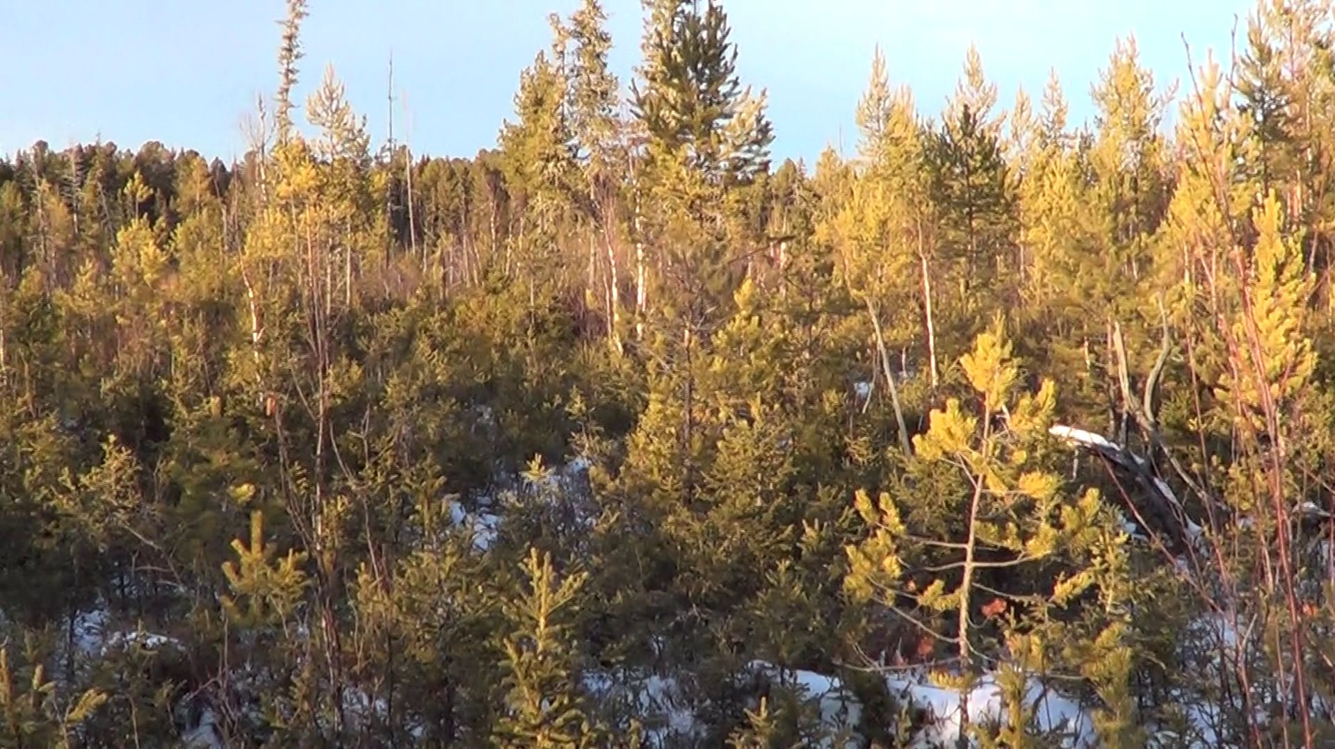 НА ОХОТЕ В ПОИСКАХ ЛОСЯ #3 / Охота с лайками. смотреть онлайн