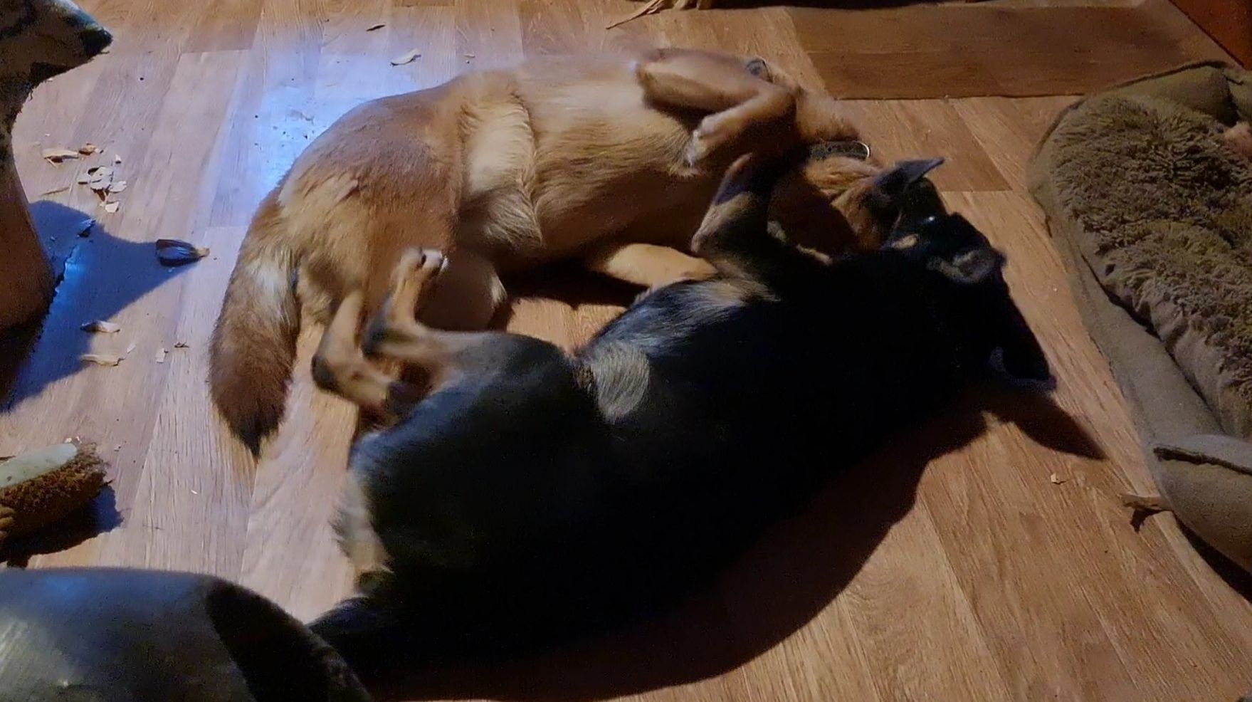 Утренние передряги, новый телефон и шустрые собаки смотреть онлайн