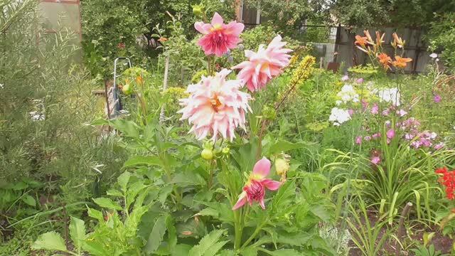 Дача. Июль 2025 г. смотреть онлайн