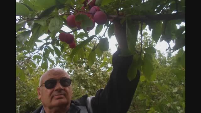 В Железов ``Новое садоводство для дачников и школьных учителей будущей России`` №29 смотреть онлайн