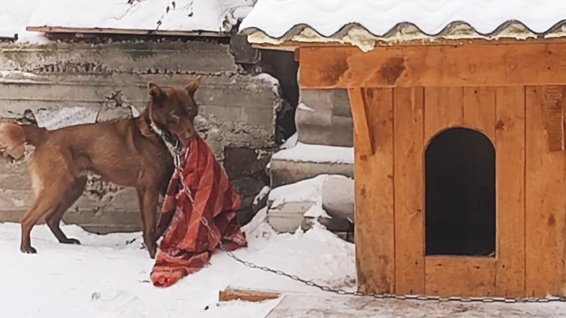 Мой хозяйственный Мишка! Продолжаем утепляться! С ЗИМОЙ, друзья!❄️ смотреть онлайн