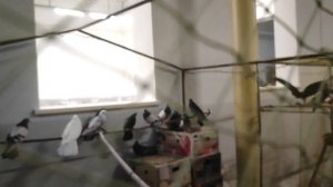 30.11.2025 г  Выставка Воронеж ч.7