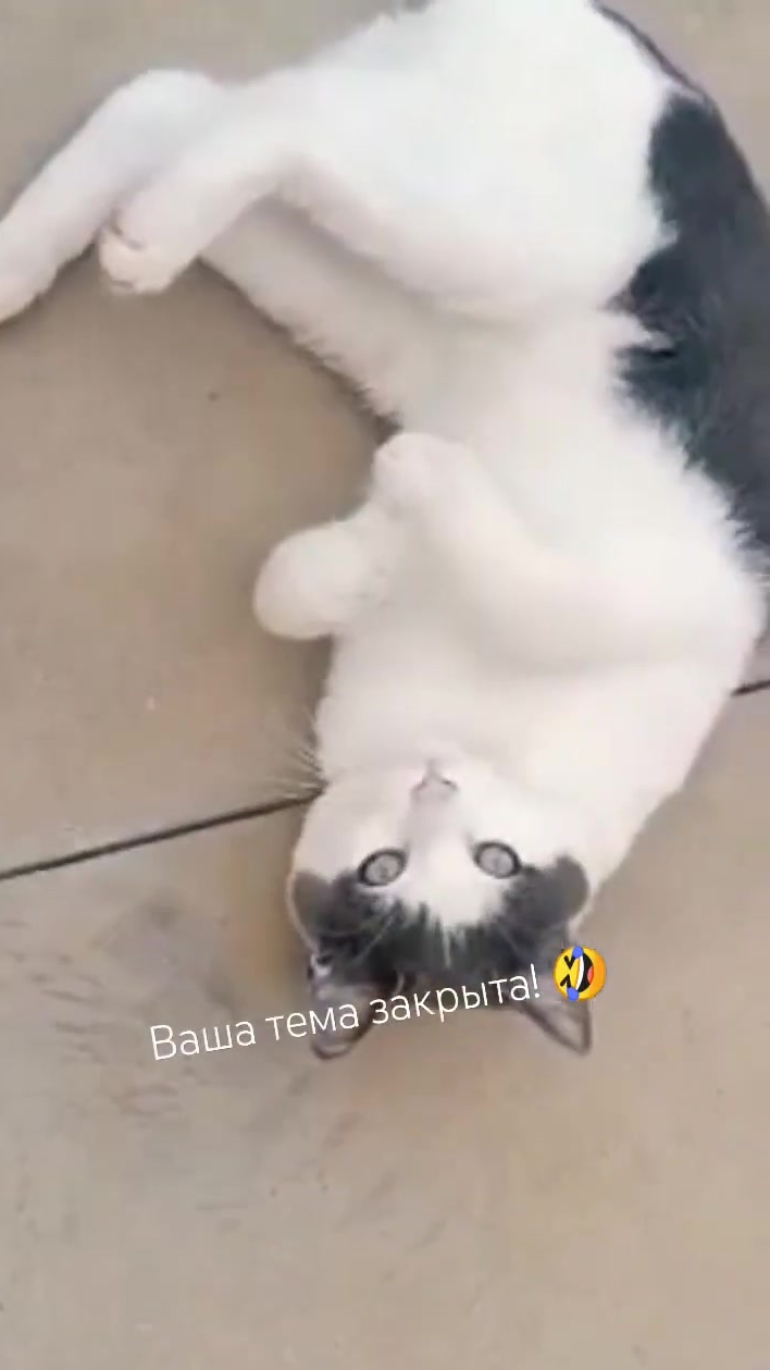 А я, выбираю семью!🤗😺 Юмор с животными. смотреть онлайн