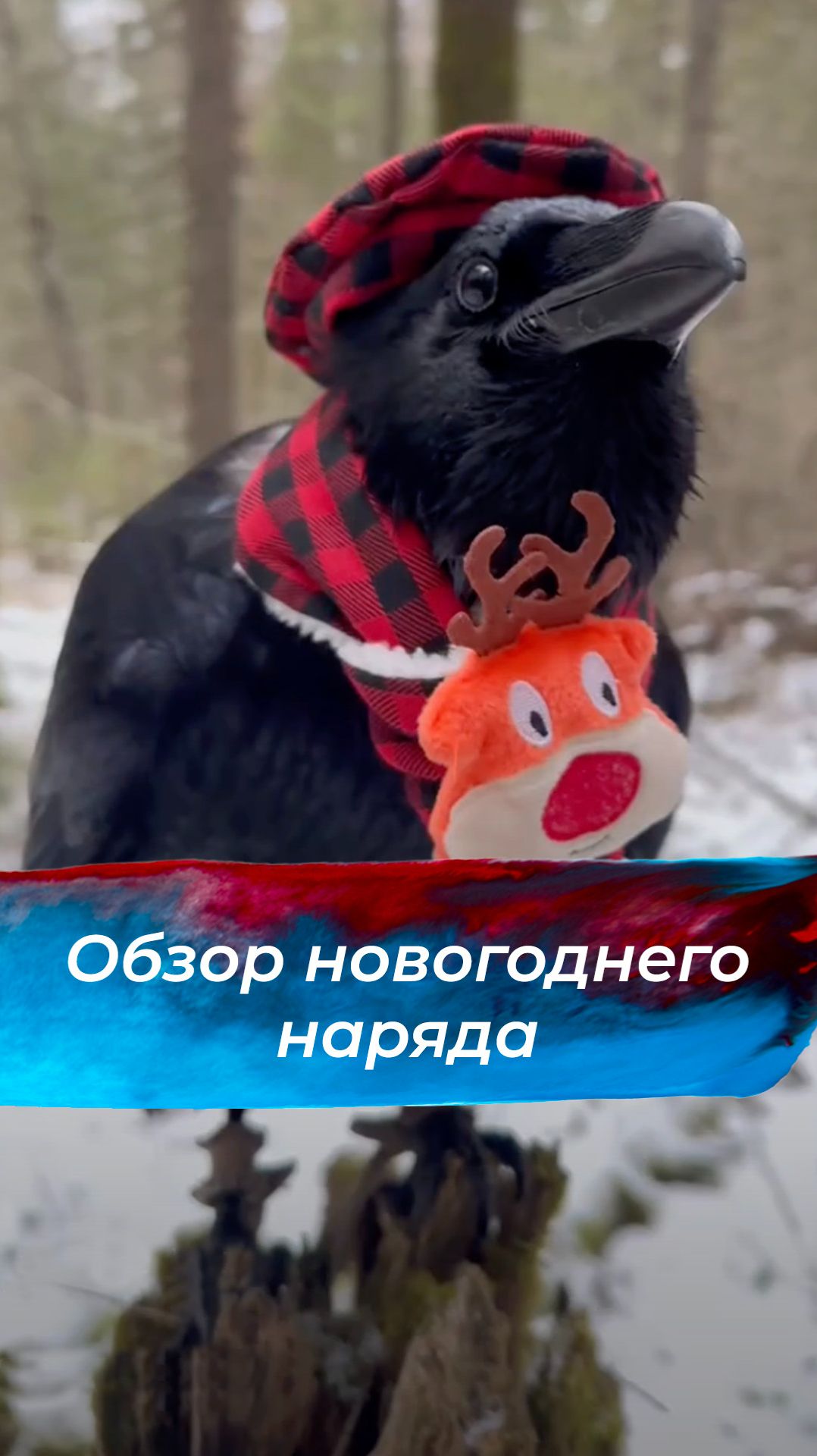 Нарядная птичка смотреть онлайн