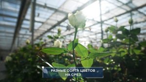 Выращено семьей