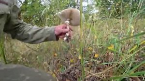 Ворвались в Припять на СТАЛКЕРСКОМ ЗАПОРОЖЦЕ 😱 Погоня на машине в Чернобыльском лесу 👍