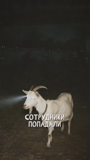 В ДОМЕ ПОЖИЛОЙ ПАРЫ. «Записи об аномалиях от К.О.Н.Т.У.Р. (ИИ анимация)» №21 ЗАПИСЬ 053