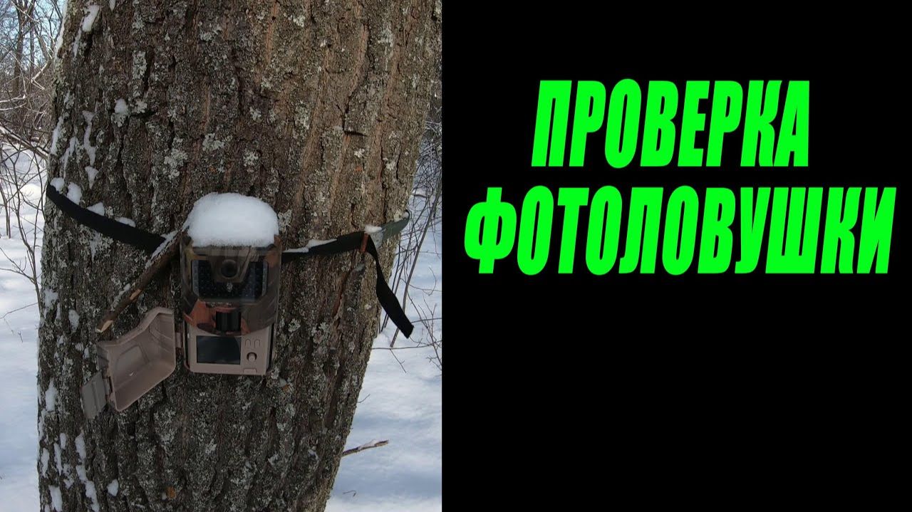 Проверка фотоловушки на солонце 16.12.2023 г. / Фотоловушка в лесу /Косули, лиса, собака. смотреть онлайн