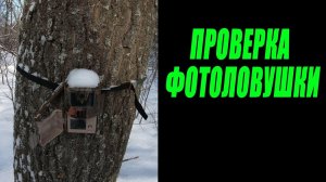 Проверка фотоловушки на солонце 16.12.2023 г. / Фотоловушка в лесу /Косули, лиса, собака.