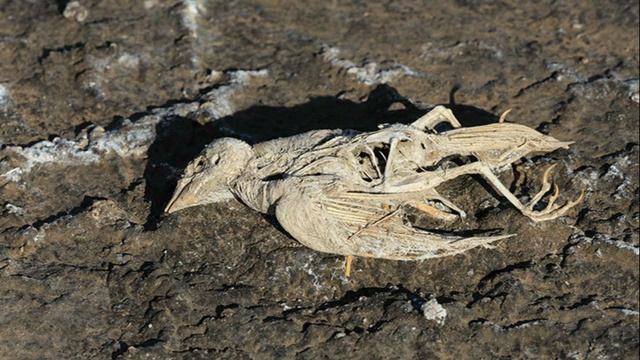 Жуткое Озеро Натрон,Превращающее Всё Живое В Камень смотреть онлайн