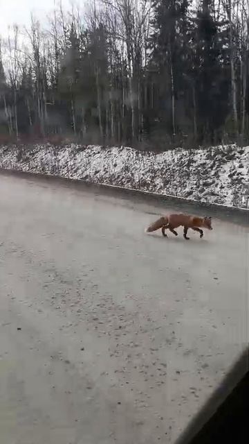 лисичка смотреть онлайн