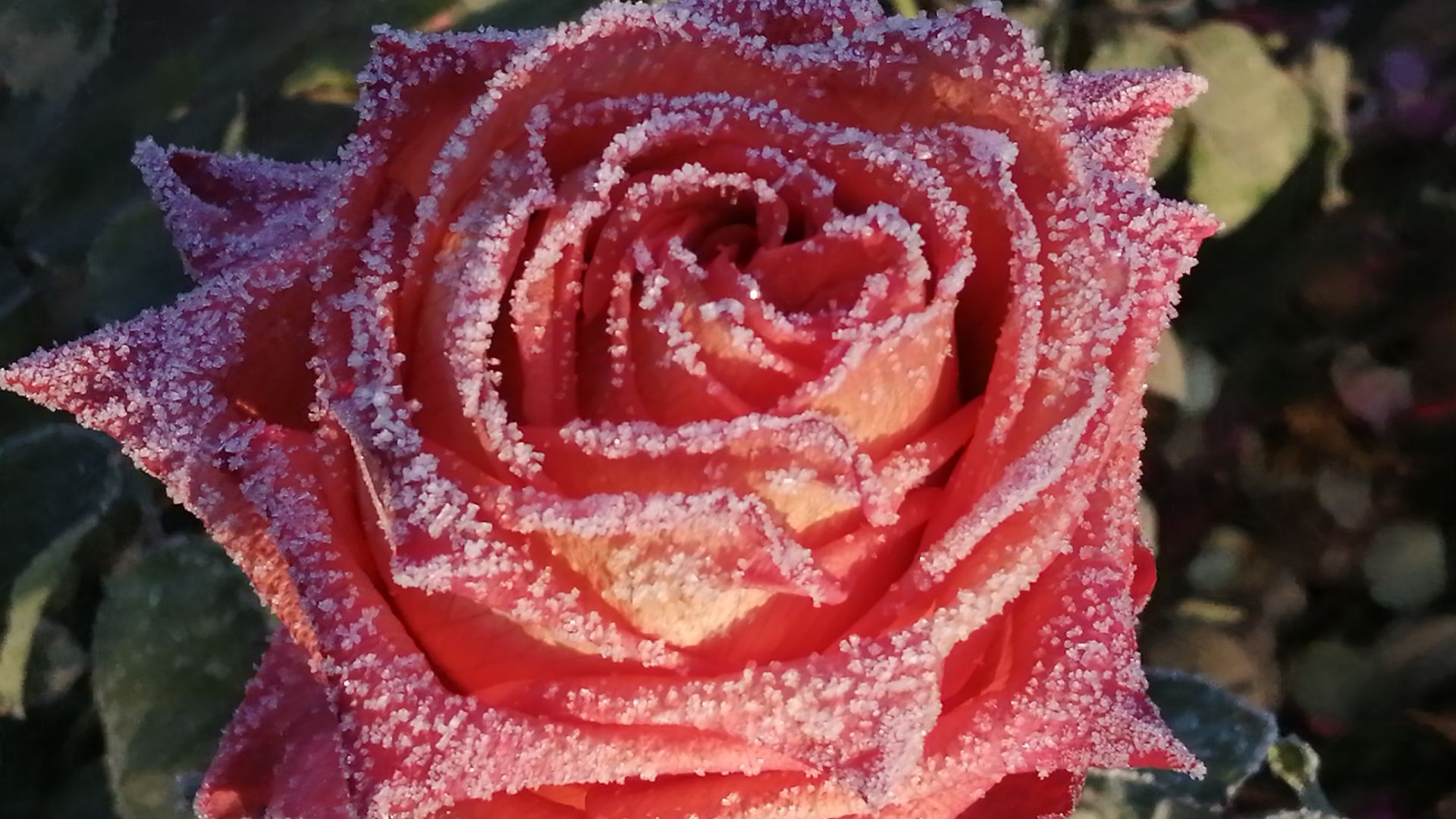 Осенние чудеса. Иней на цветах. 28 ноября 2025 г. смотреть онлайн