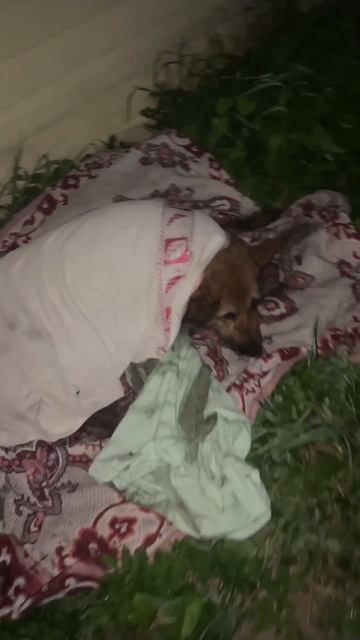 Спасение бродячей умирающей собаки - август 2025 года смотреть онлайн