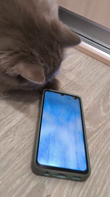 Ласка кот играет с телефоном смотреть онлайн
