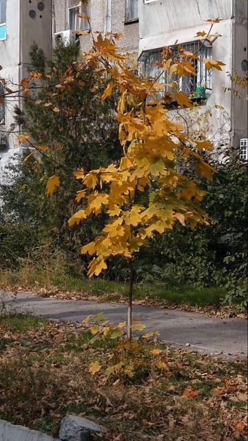 КРАСИВАЯ ОСЕНЬ