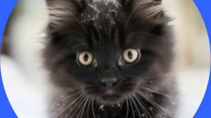 Песня: Котёнок Уголёк.