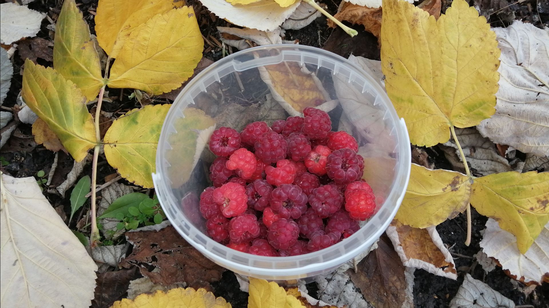 Осенние чудеса. Последние ягоды 27 ноября 2025 г. смотреть онлайн