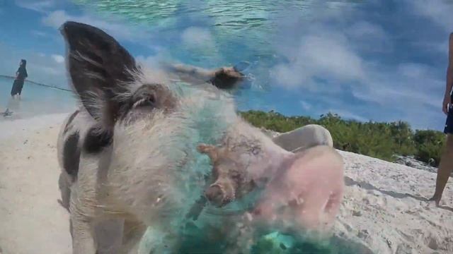 Водоплавающие Свинки на Багамских Островах / Что Они Делают Посреди Океана? смотреть онлайн