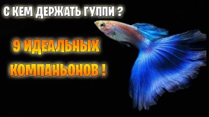 Кто Живет с Гуппи? 9 Лучших Соседей для Счастливого Аквариума!