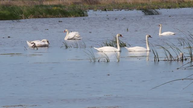 Лебеди в Башкирии | Ураловед смотреть онлайн