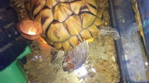 Красноухие черепахи 🐢 утро 02-12-2025. Умная колонка Маруся рассказывает анекдоты!