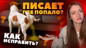 Как приучить собаку к туалету и пелёнке