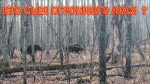 ЖЕСТЬ !!! НАШЁЛ ТУШУ ./ СОБАКИ ГОНЯТ ЛОСЕЙ./ СИСТЕМА СЛЕЖЕНИЯ HUNTER 25002 PRO .