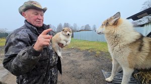 Осмотр щенков экспертом
