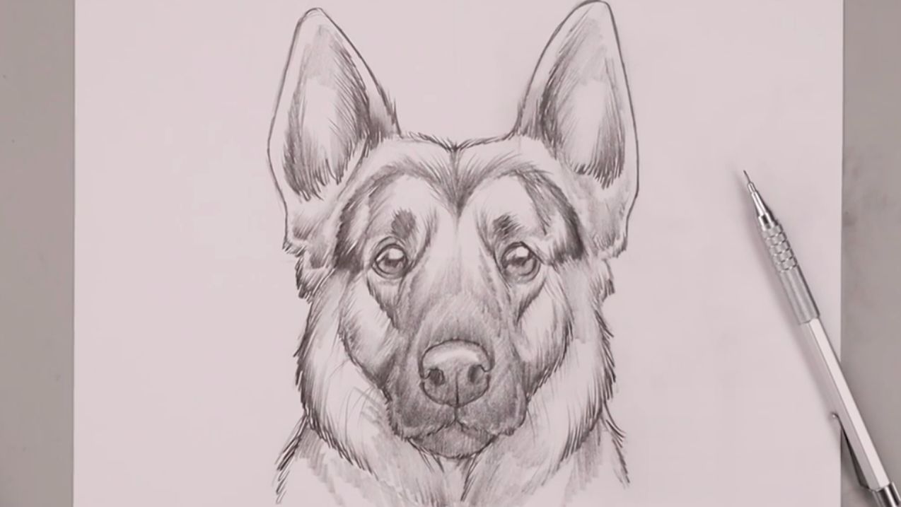 Как нарисовать Овчарку карандашом поэтапно смотреть онлайн