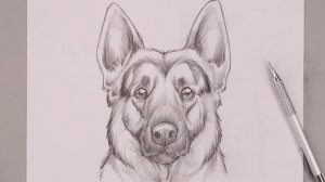 Как нарисовать Овчарку карандашом поэтапно