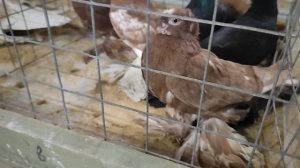 30.11.2025г Выставка Голубей г.Воронеж ч.2