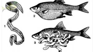 Опасно ли для здоровья есть рыбу с солитером? Что будет с печенью и другими органами?!