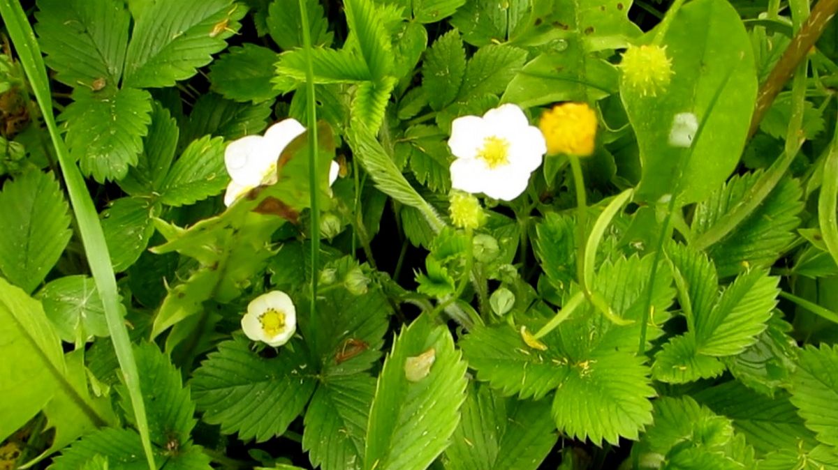 Земляники будет много смотреть онлайн