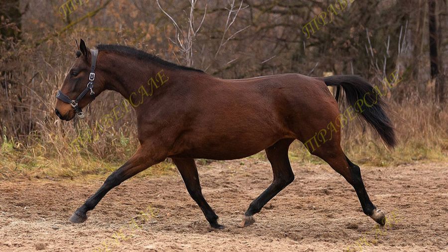 5411-1 Кобыла ганноверская помесь