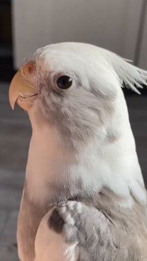 Мой попугай включил этот фильм, пока я играла с ним: