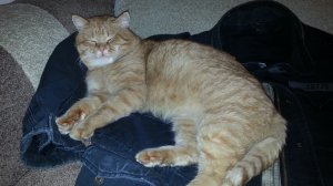 Кошкино счастье