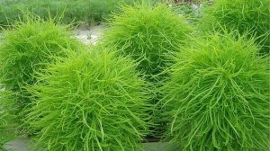 ВЫРАЩИВАЕМ КОХИЮ ИЗ СЕМЯН