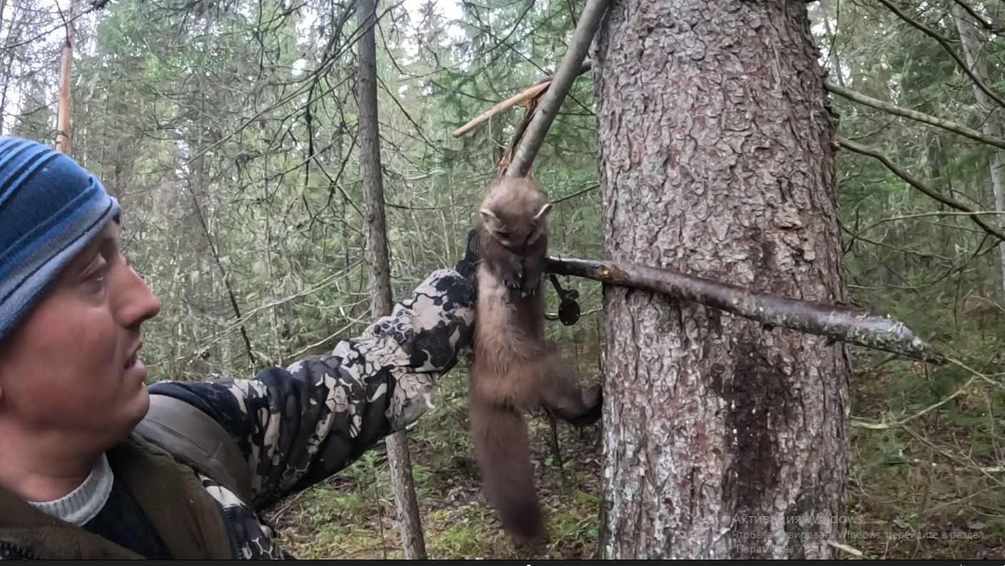 Промысловая охота на куницу! Первая добыча в сезоне! 2025-2026. смотреть онлайн