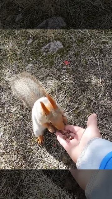 Умная Белка