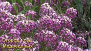 Алиссум – выращивание и уход. Прекрасное бордюрное растение цветущее до заморозков