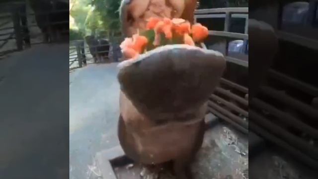 Снова ест арбуз смотреть онлайн