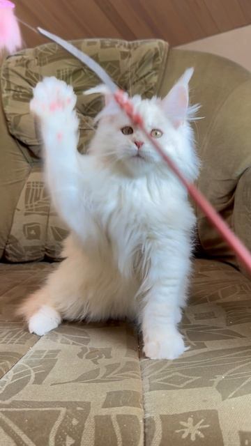 Xenia Mos Lakshestar мейн кун котенок 3 месяца и 1 день.