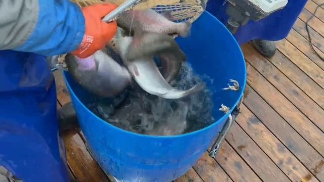 Запуск форели смотреть онлайн