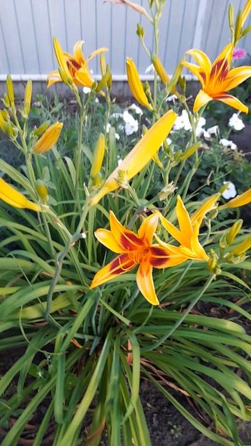 Лилейник Бонанза. смотреть онлайн